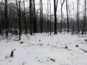 The clearing as it appears on a snowy February day five months after the sighting. (Photo courtesy Billy Humphrey)
