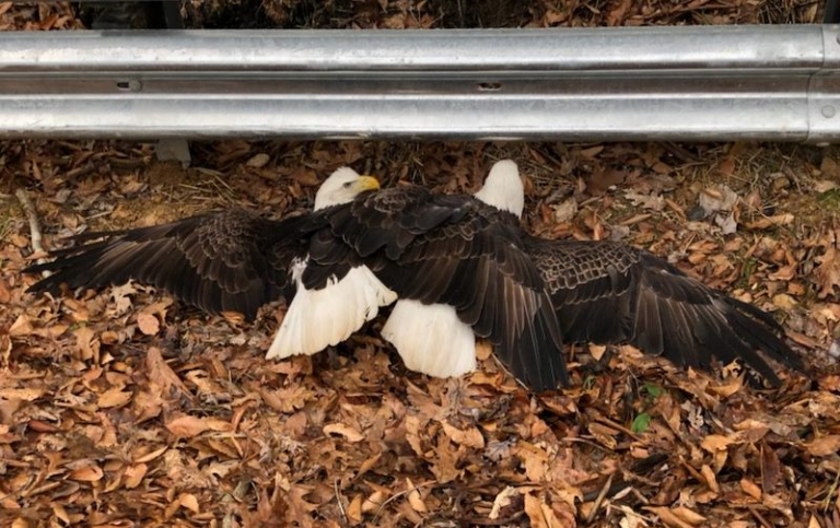 Motorists encounter rare sight in southern West Virginia