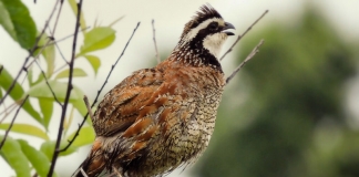 Bobwhite were heard across much of West Virginia until the late 1970s.