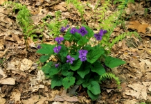 Common Blue Violets are among the edible plants one can find growing almost anywhere in West Virginia.