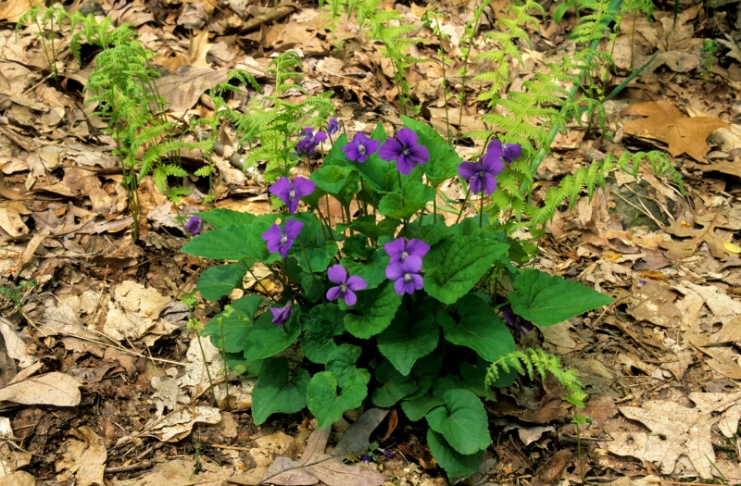 Common Blue Violets are among the edible plants one can find growing almost anywhere in West Virginia.