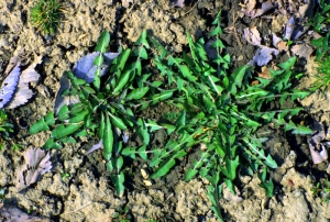 Dandelion Leaf Rosettes appear in a patch of dry soil. 