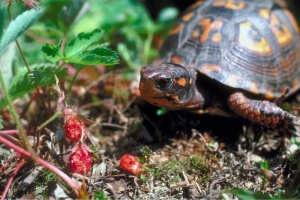 An eastern box turtle eyes a cluster of wild strawberries in a West Virginia wood.