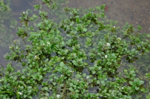 Watercress thrives at the edge of a stream.