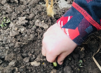 A child plants a seed in the ground.