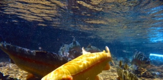 The star of the Gold Rush, a golden trout darts through a West Virginia stream.