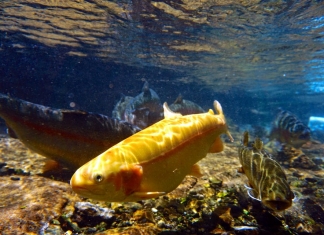 The star of the Gold Rush, a golden trout darts through a West Virginia stream.