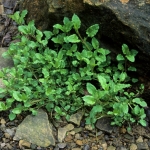Great Chickweed