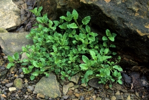 Great Chickweed grows in rocky soil in West Virginia.