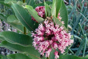 Common milkweed flowering in late summer.