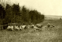 The old-time breed of sheep raised in the mountains was small but hardy and adapted to spending its time in the woods.