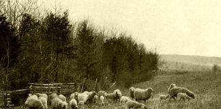 The old-time breed of sheep raised in the mountains was small but hardy and adapted to spending its time in the woods.