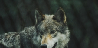 As far as is known, the last eastern wolf roamed West Virginia until it was taken in Webster County in 1897.