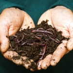 Worms in West Virginia