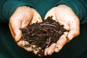 Worms become notably active in the upper layer of the soil in March.