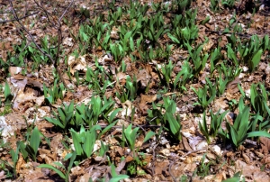 A ramp patch thrives in the forest. 