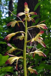 Aplectrum hyemale flowers after its single leaf has disappeared.