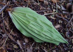 The single leaf of the Aplectrum hyemale orchid appears in winter.