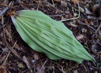 The single leaf of the Aplectrum hyemale orchid appears in winter.