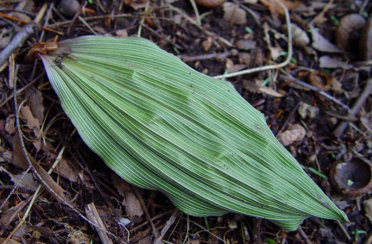 The single leaf of the Aplectrum hyemale orchid appears in winter.