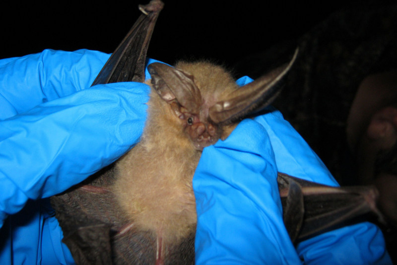 Wildlife specialist Sheldon Owen notes that bats are not the chief culprits in zoonotic transmissions.
