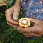 Corn in West Virginia