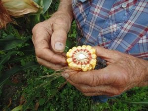 Sam Tuckwiller gauges the harvest based on the appearance of the woody ring in a corn cob.