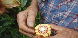 Sam Tuckwiller gauges the harvest based on the appearance of the woody ring in a corn cob.
