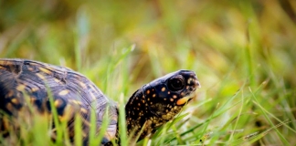 An eastern box turtle traverses a lawn in West Virginia. (Photo courtesy W.Va. Dept. of Commerce)