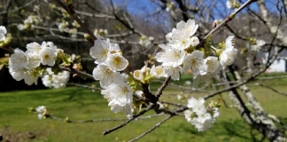 A peach tree flowers in a yard near Pineville, West Virginia, in central Wyoming County.
