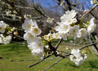 A peach tree flowers in a yard near Pineville, West Virginia, in central Wyoming County.
