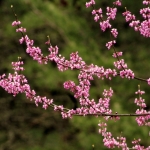 Redbud Blossoms
