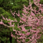 Redbud Tree in Bloom
