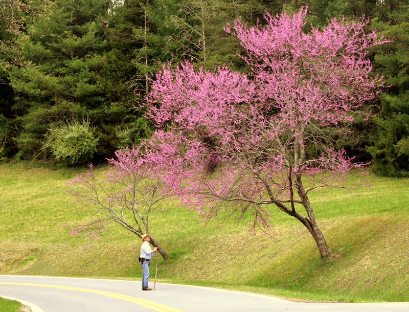 A redbud tree flowers on the edge of a West Virginia woodland.