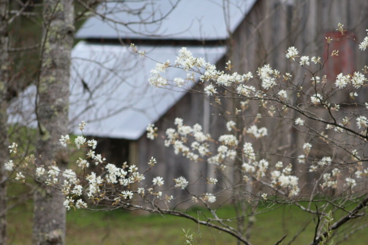 Sarvis Tree blossoms signal the arrival of mountain spring in W.Va ...