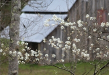 A sarvis tree blossoms on the edge of a barnyard in Wyoming County near Twin Falls State Park.