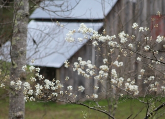 A sarvis tree blossoms on the edge of a barnyard in Wyoming County near Twin Falls State Park.
