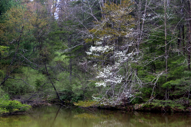 A Serviceberry Tree flowers along a woodland pond.