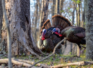 Spring gobbler season in West Virginia is anticipated to be especially productive.
