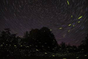 Lightning bugs, also known as fireflies, dart around a backyard in a time-release photograph. (Photo: Mike Lewinski)