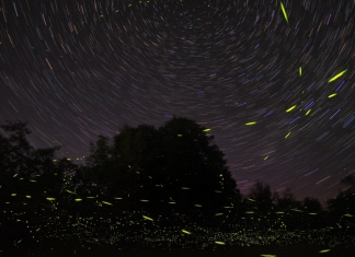 Lightning buys, also known as fireflies, dart around a backyard in a time-release photograph. (Photo: Mike Lewinski)