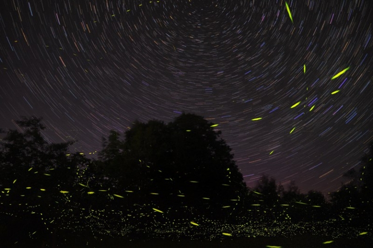 West Virginia launches project to monitor lightning bugs