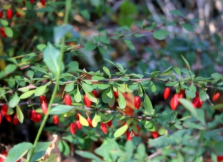 Japanese barberry has been added to the West Virginia “noxious weeds” list as part of an effort to control the invasive plant.