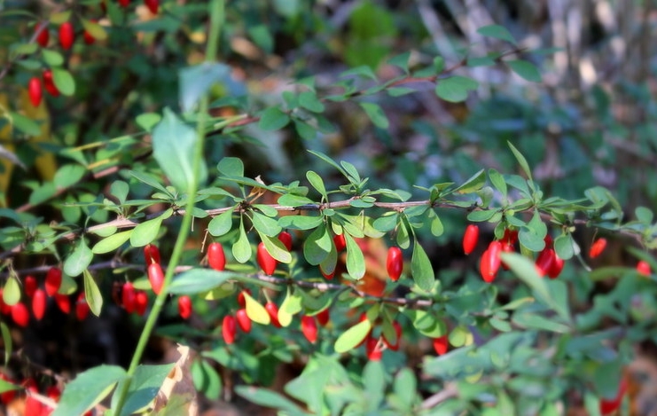 Japanese barberry has been added to the West Virginia “noxious weeds” list as part of an effort to control the invasive plant.