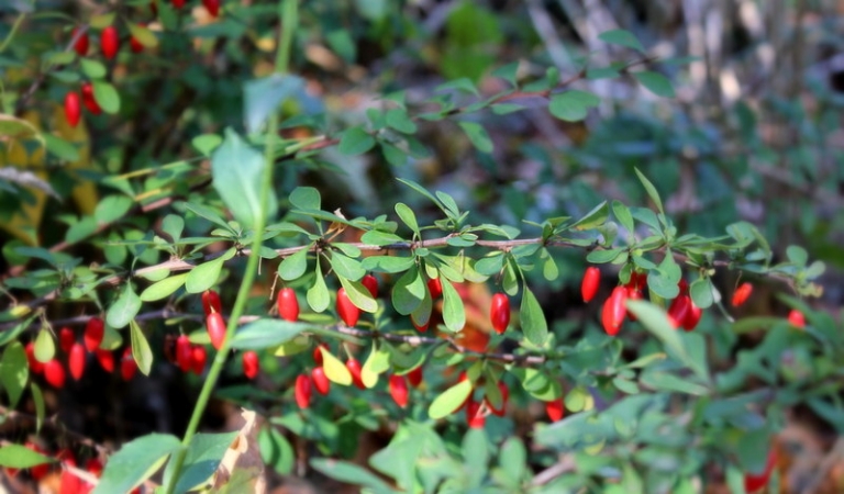 Sale of Japanese Barberry outlawed July 1 in West Virginia