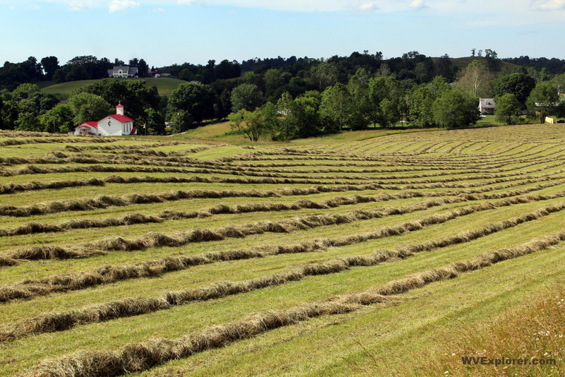 Hay lays in windrows on a farm in Mason County.
