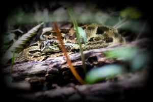 A timber rattler peers out from a forest hiding spot.