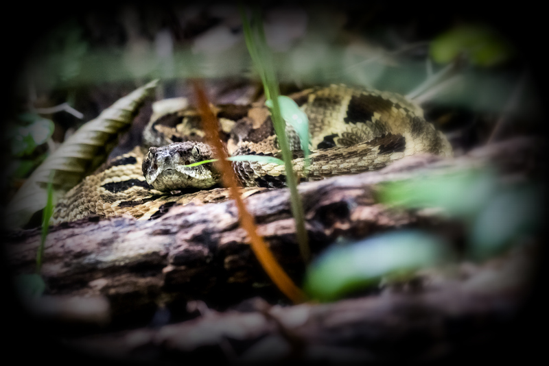 A timber rattler peers out from a forest hiding spot.