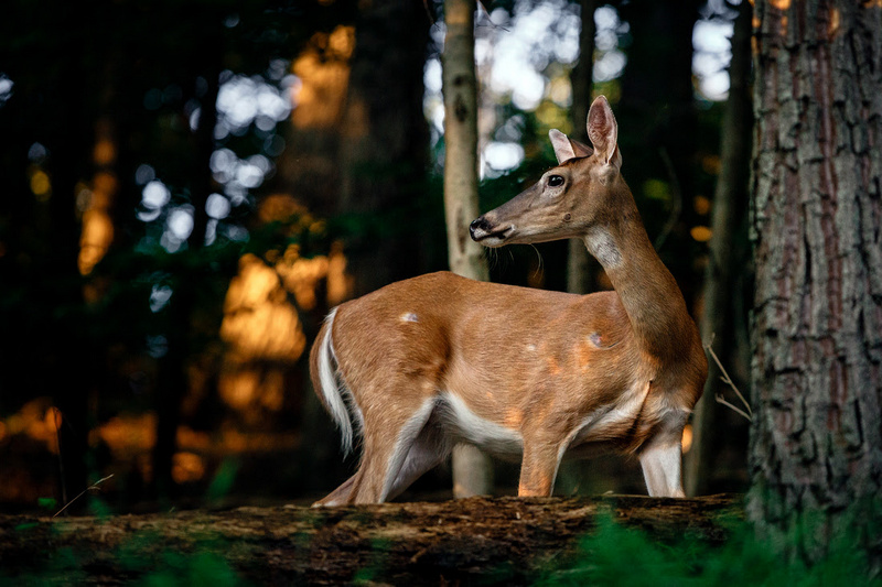 Antlerless Whitetail Deer West Virginia Explorer