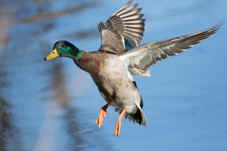 Applications ready for waterfowl hunt at legendary McClintic WMA